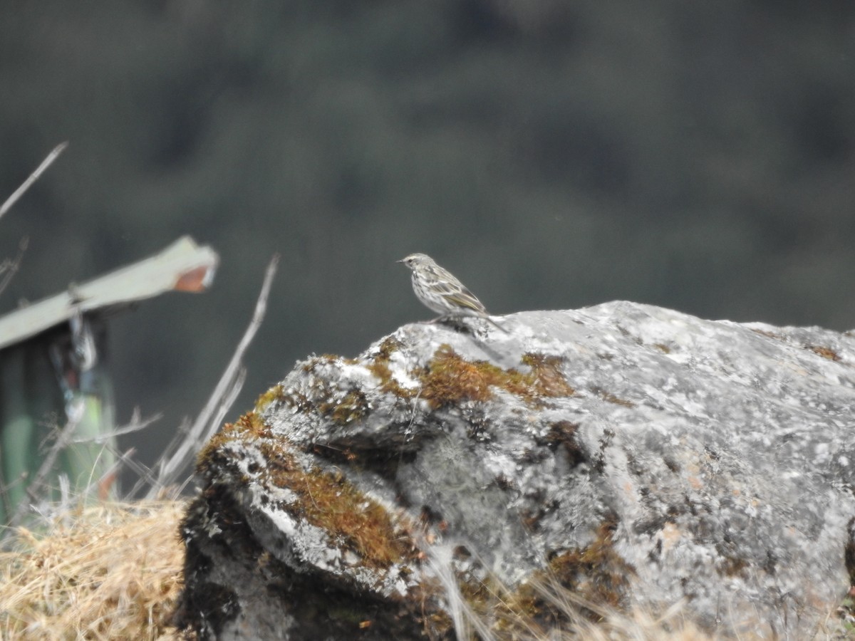 Rosy Pipit - ML542134251