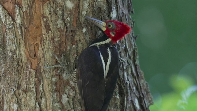 Lineated Woodpecker - ML542136631