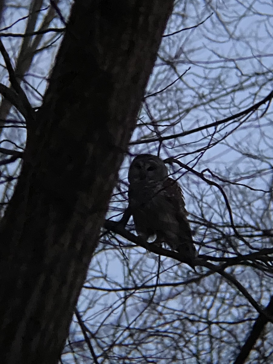 Barred Owl - ML542137451