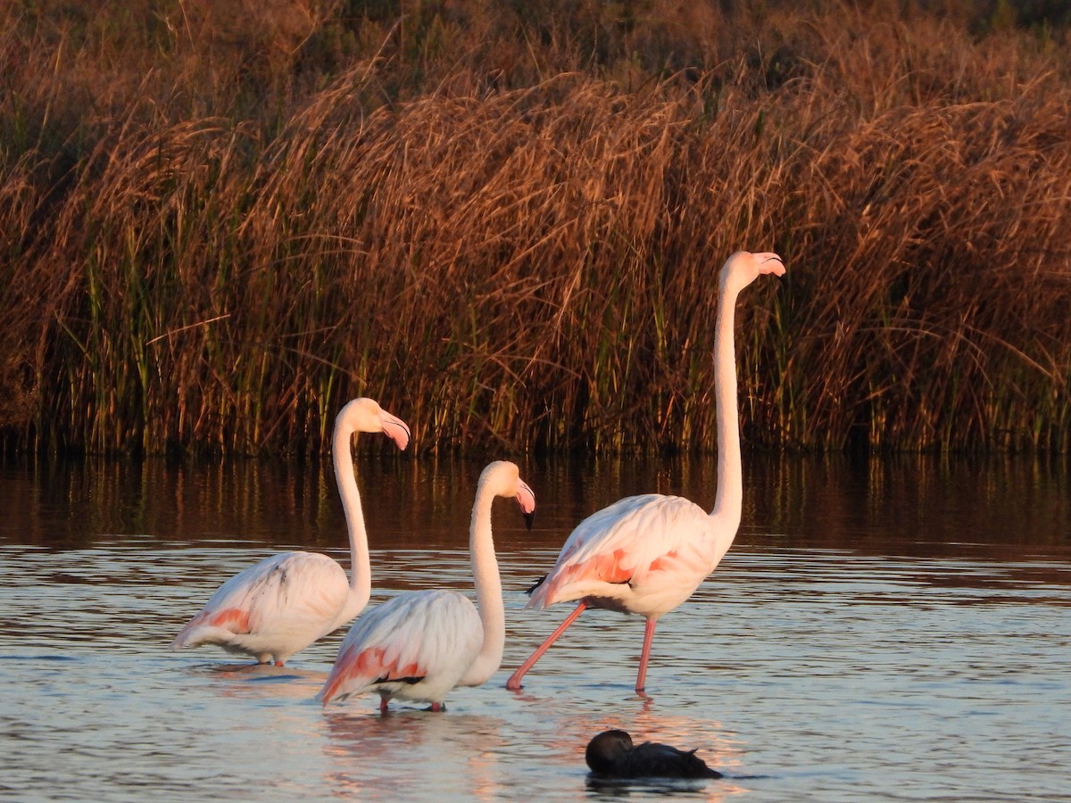 Greater Flamingo - ML542137591