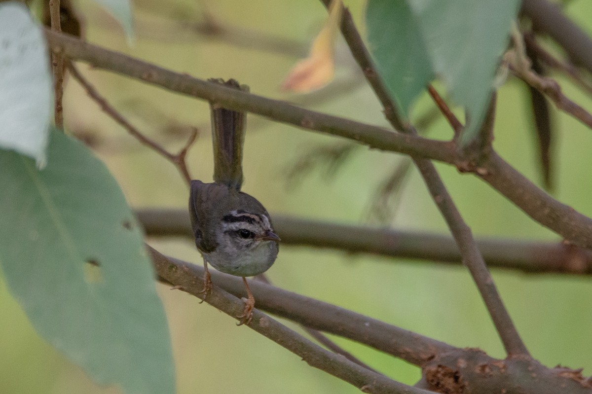 Golden-crowned Warbler - ML542137801