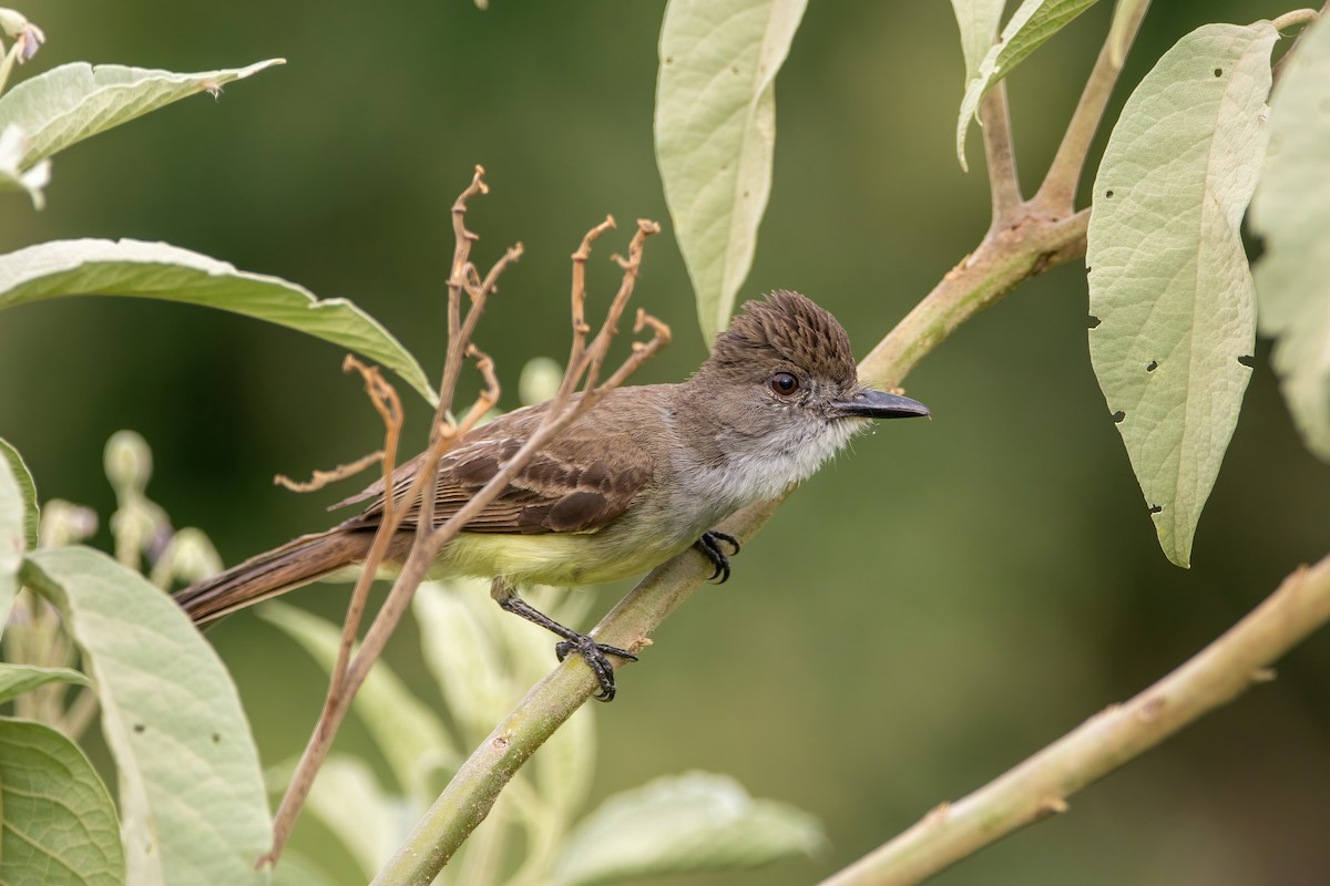 Short-crested Flycatcher - ML542137911