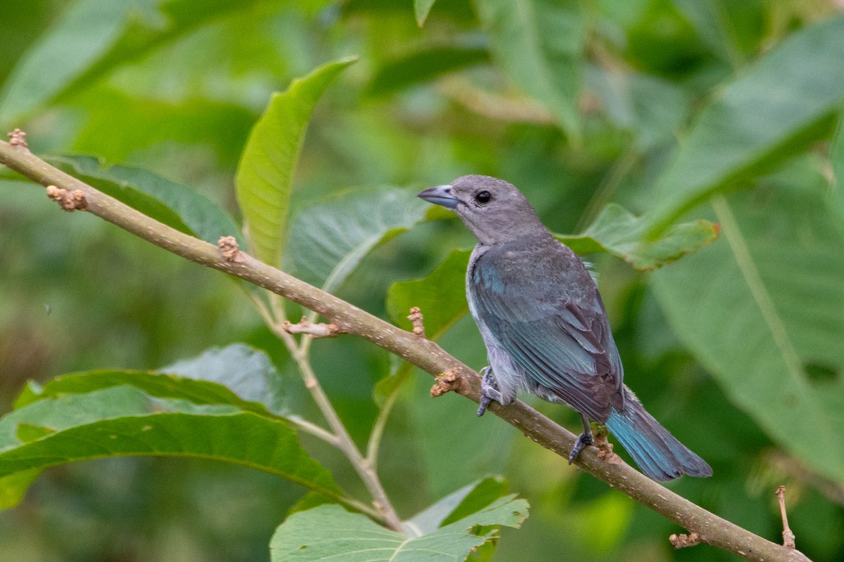 Sayaca Tanager - ML542138071