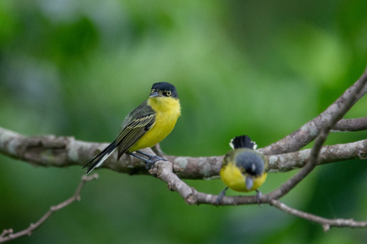 Common Tody-Flycatcher - ML542138251