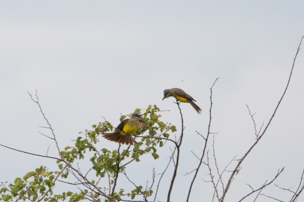 Tropical Kingbird - ML542138451