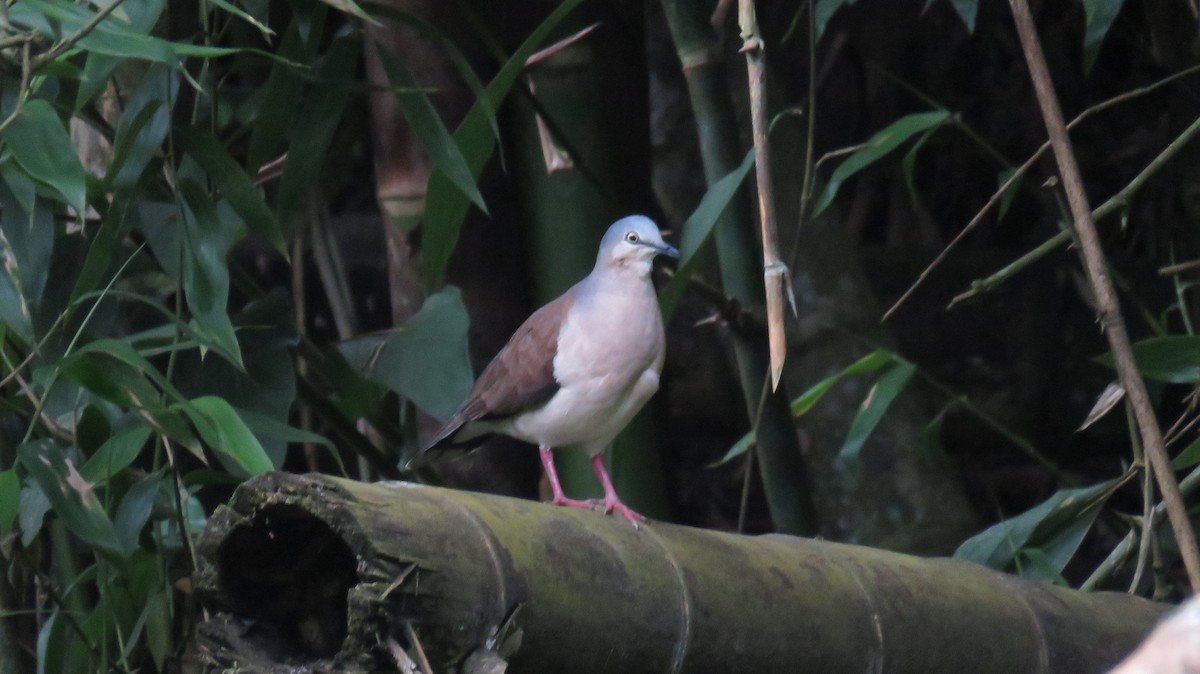 Gray-headed Dove - ML542140171