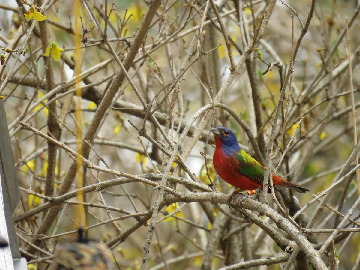 Painted Bunting - ML54214051