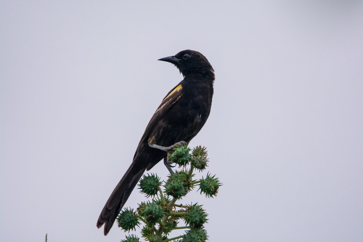 Variable Oriole - ML542140641