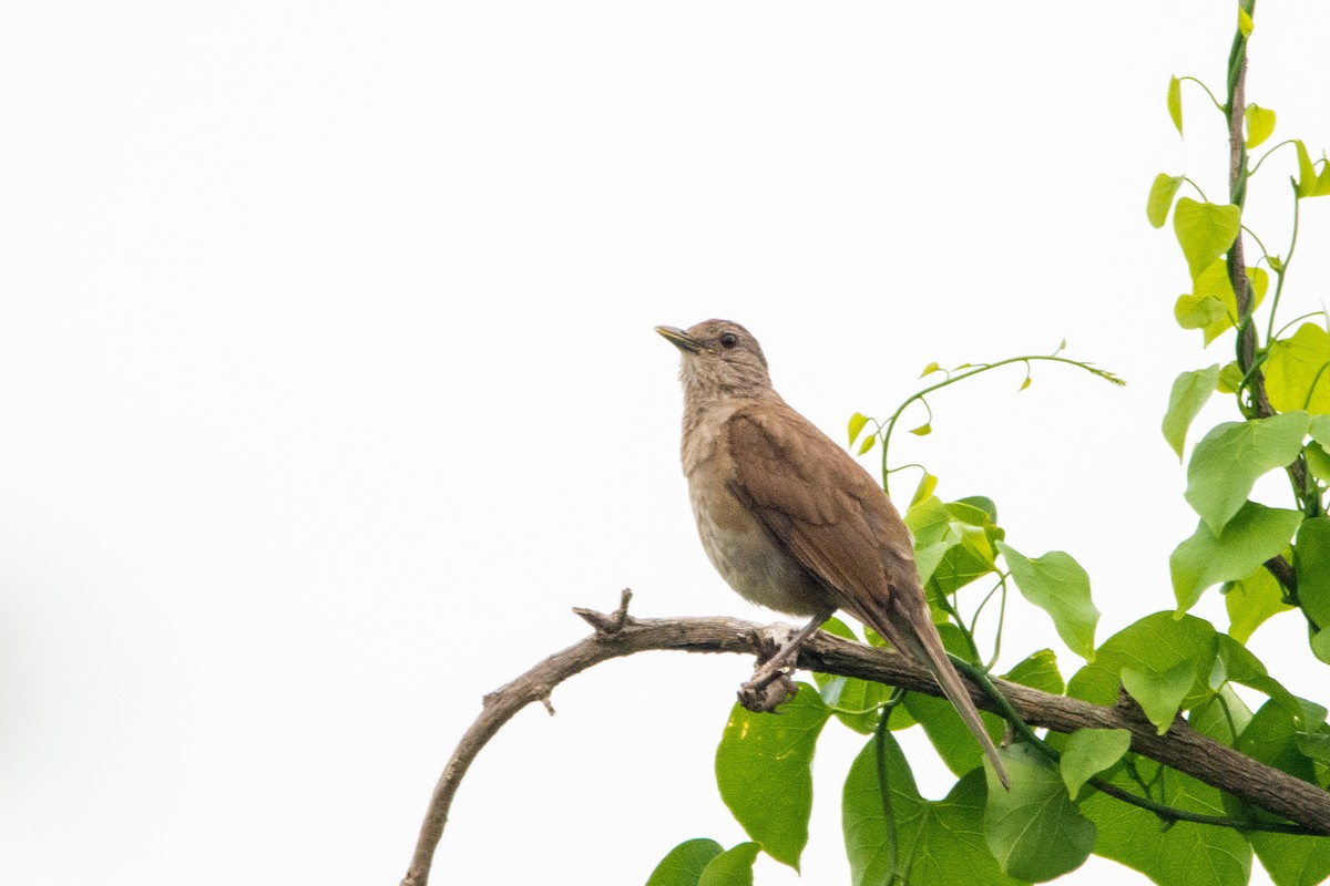 Pale-breasted Thrush - ML542140701