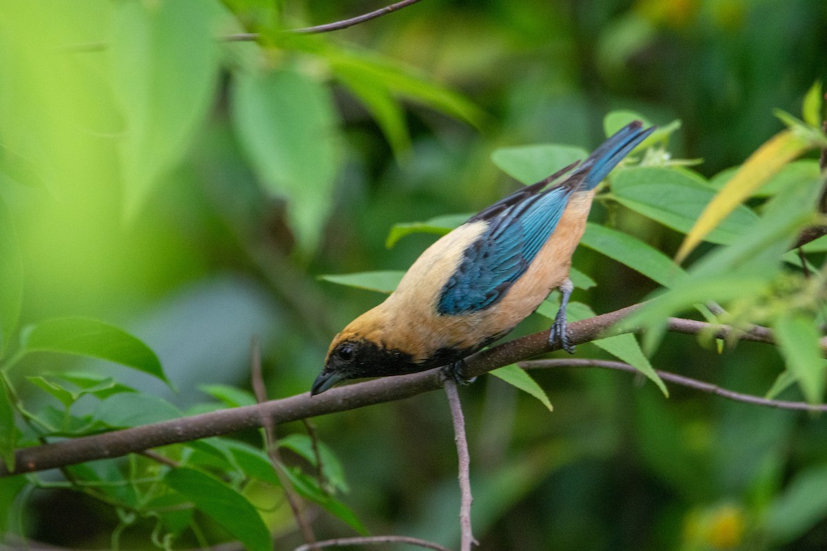 Burnished-buff Tanager - ML542140831