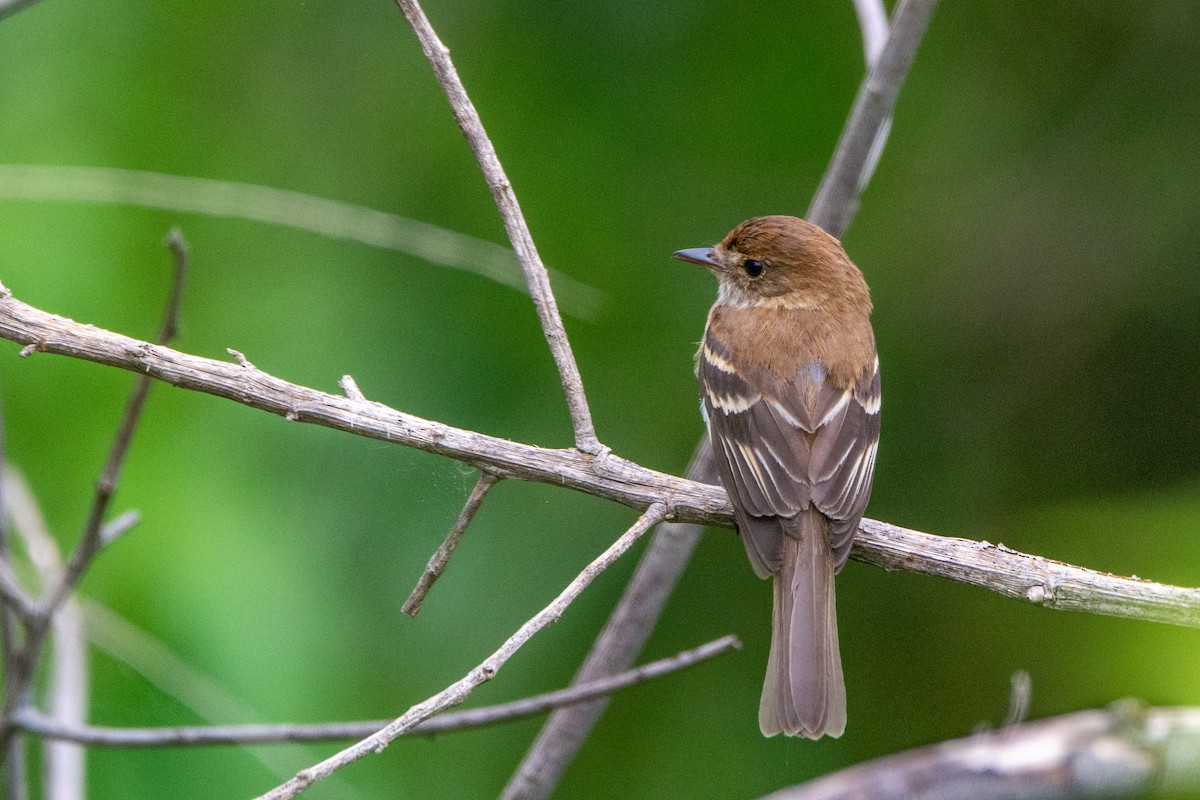 Bran-colored Flycatcher - ML542140971