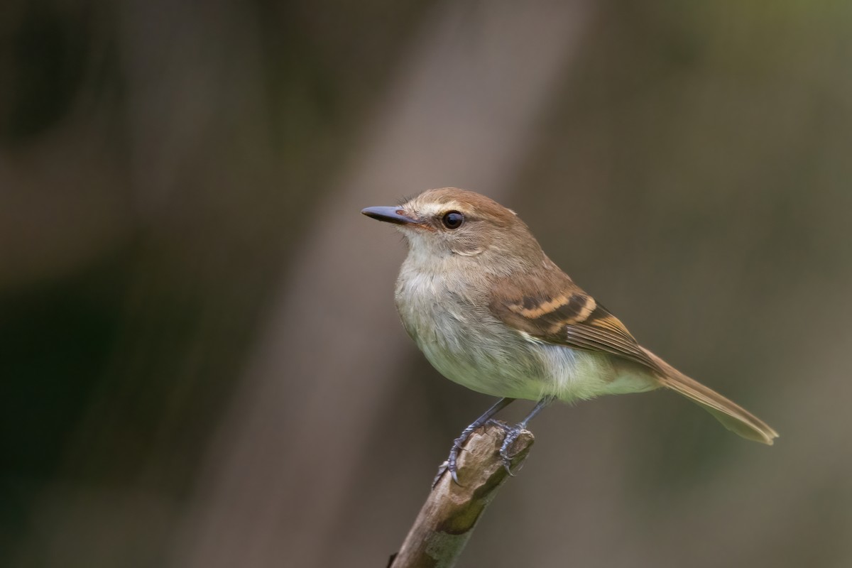 Fuscous Flycatcher - ML542141001