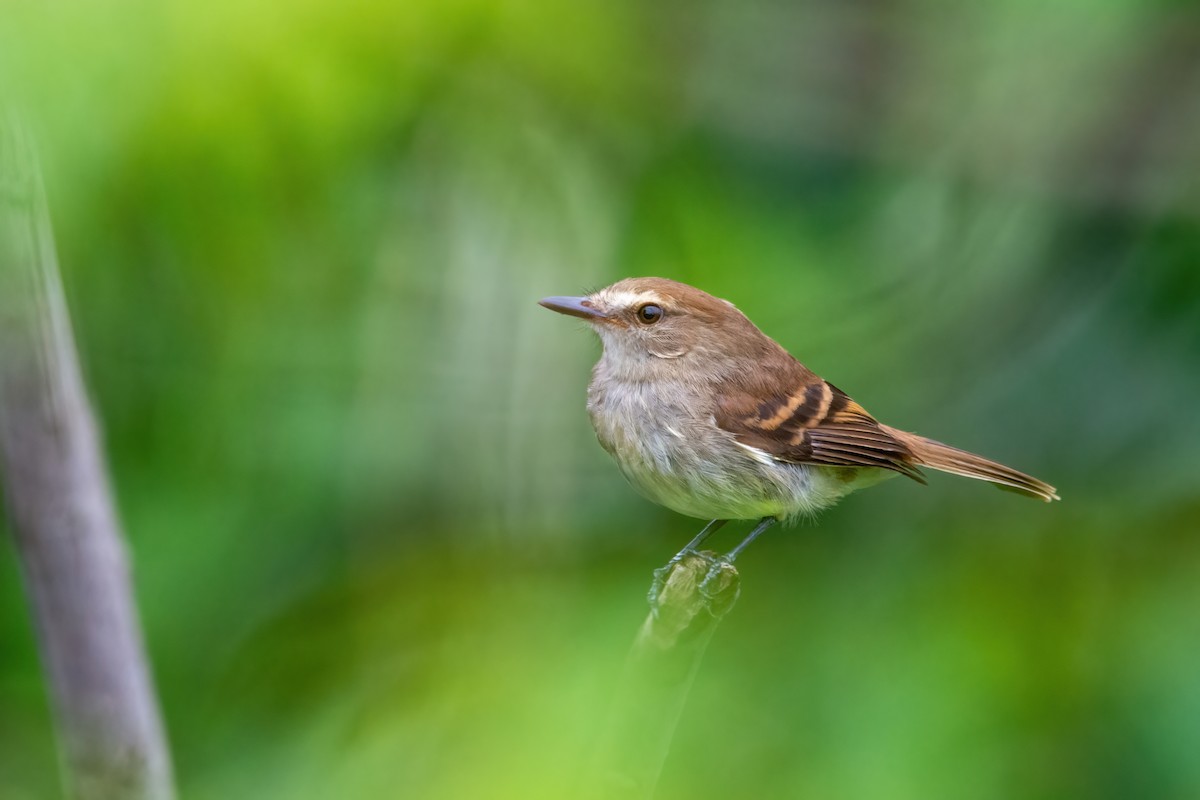 Fuscous Flycatcher - ML542141021