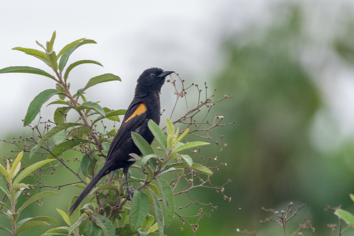 Variable Oriole - ML542141061