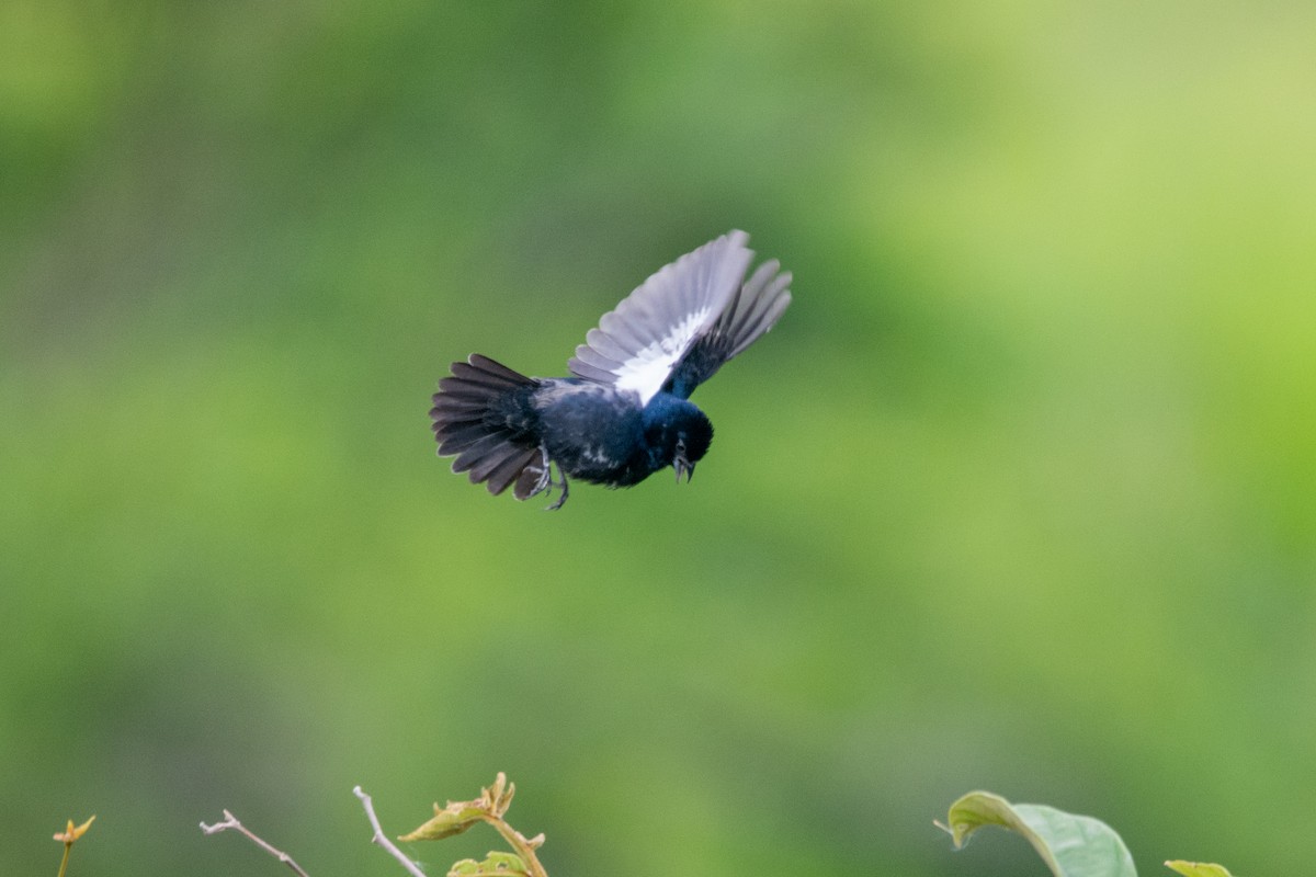 Blue-black Grassquit - ML542141111