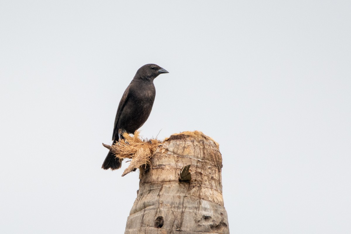 Shiny Cowbird - ML542141131