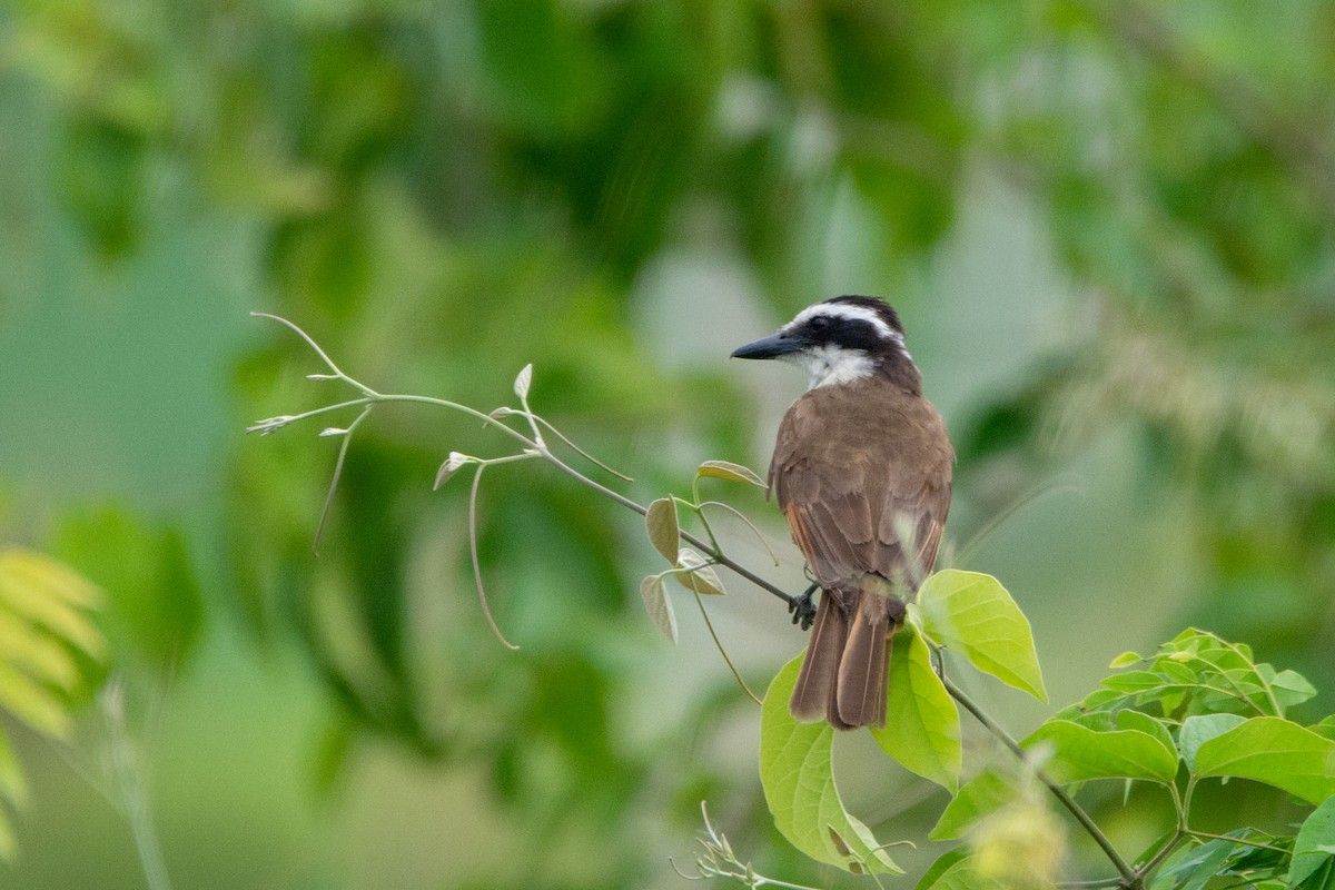 Great Kiskadee - ML542141151