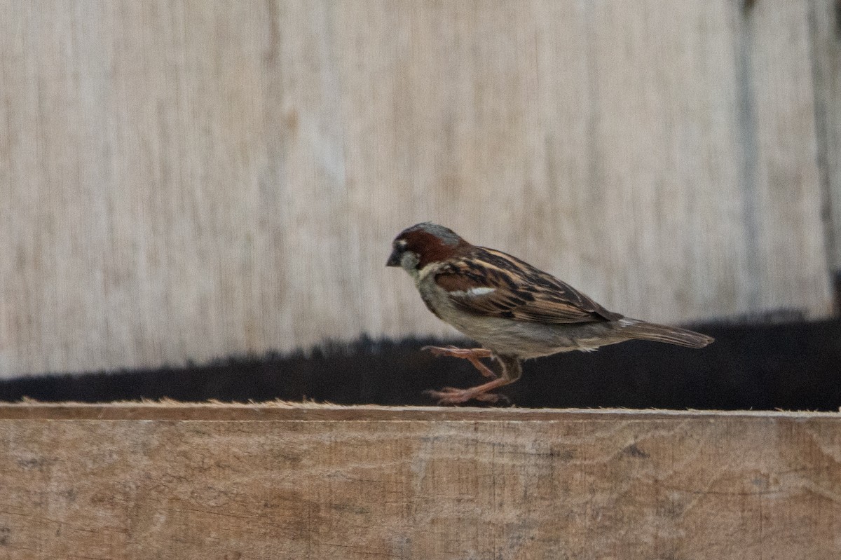 House Sparrow - ML542141231