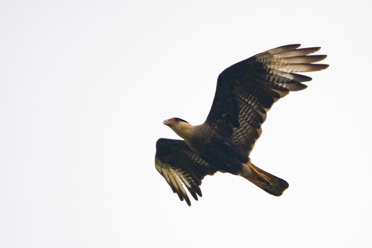 Crested Caracara - ML542141371