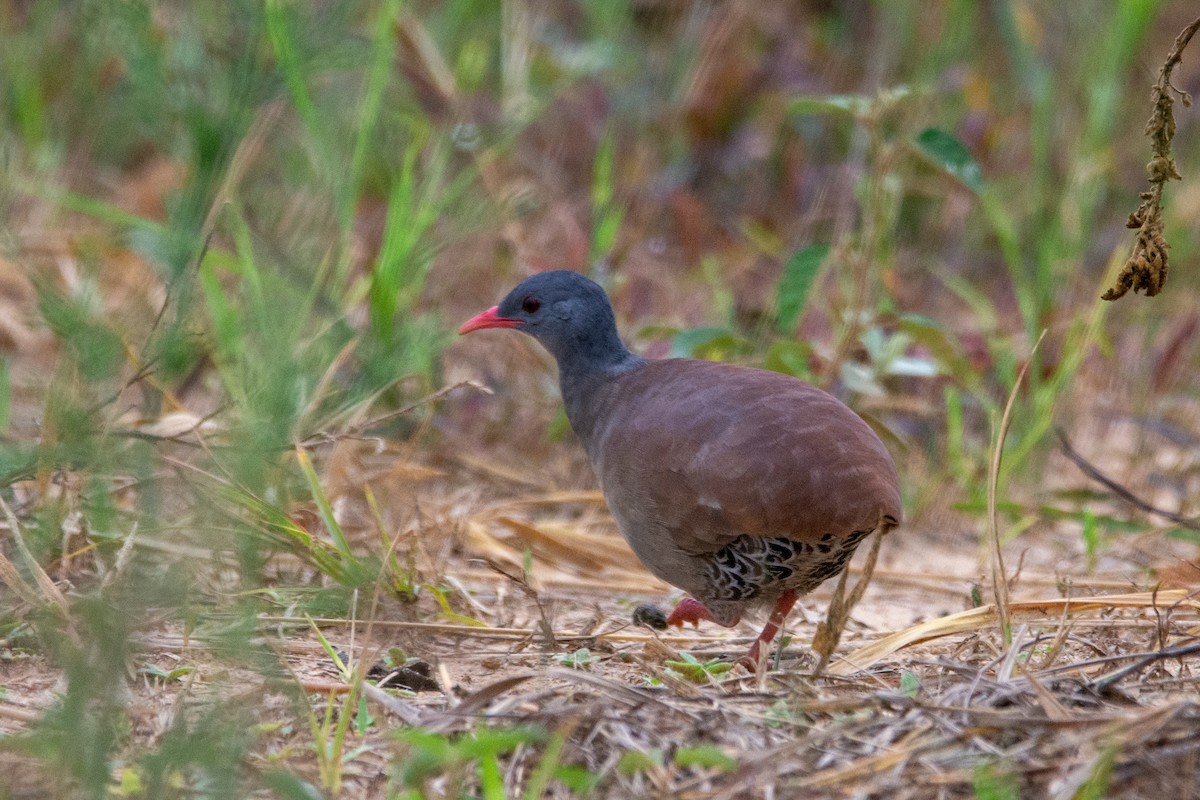 Small-billed Tinamou - ML542141421