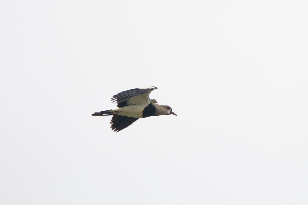 Southern Lapwing - ML542141571