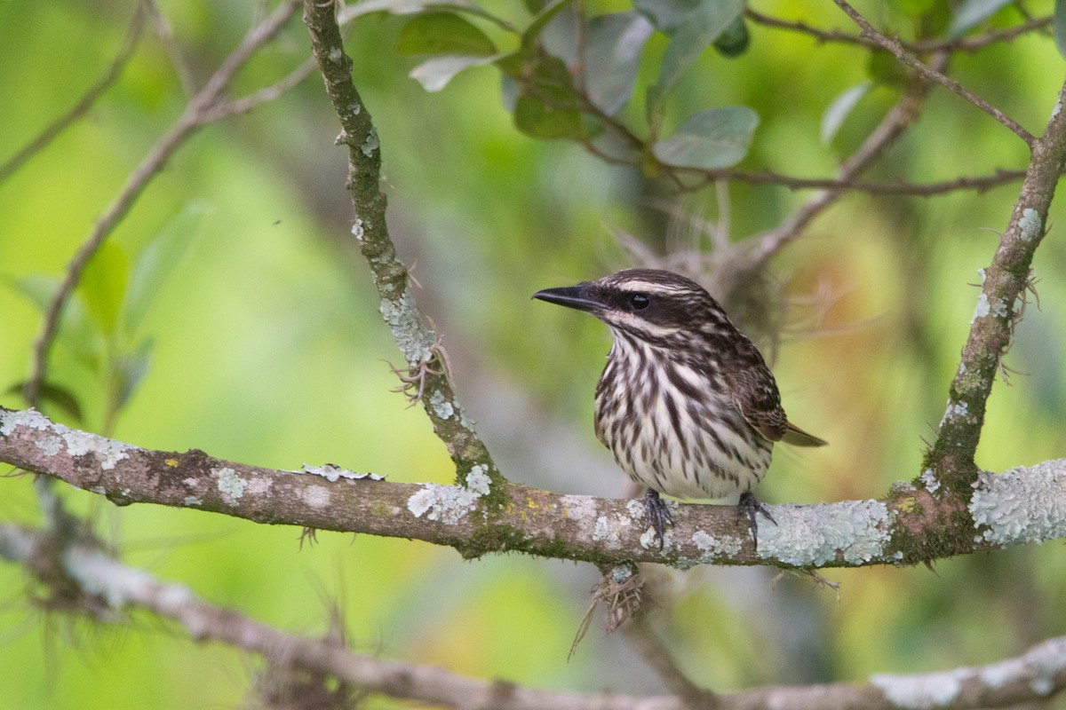 Streaked Flycatcher - ML542141641