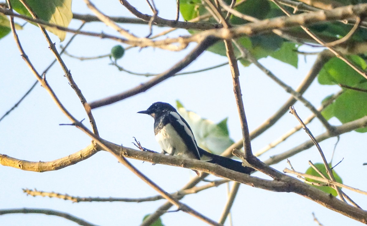 Philippine Magpie-Robin - ML542141801