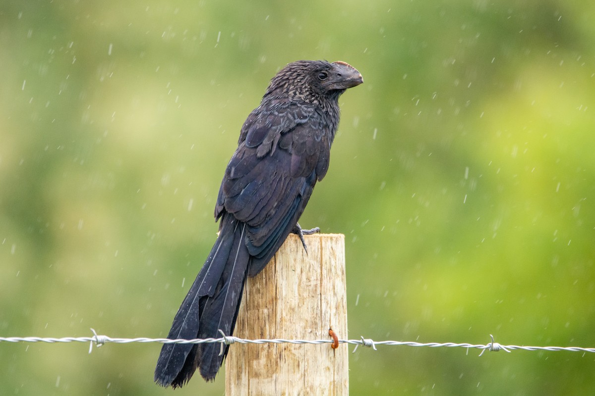 Smooth-billed Ani - ML542141811