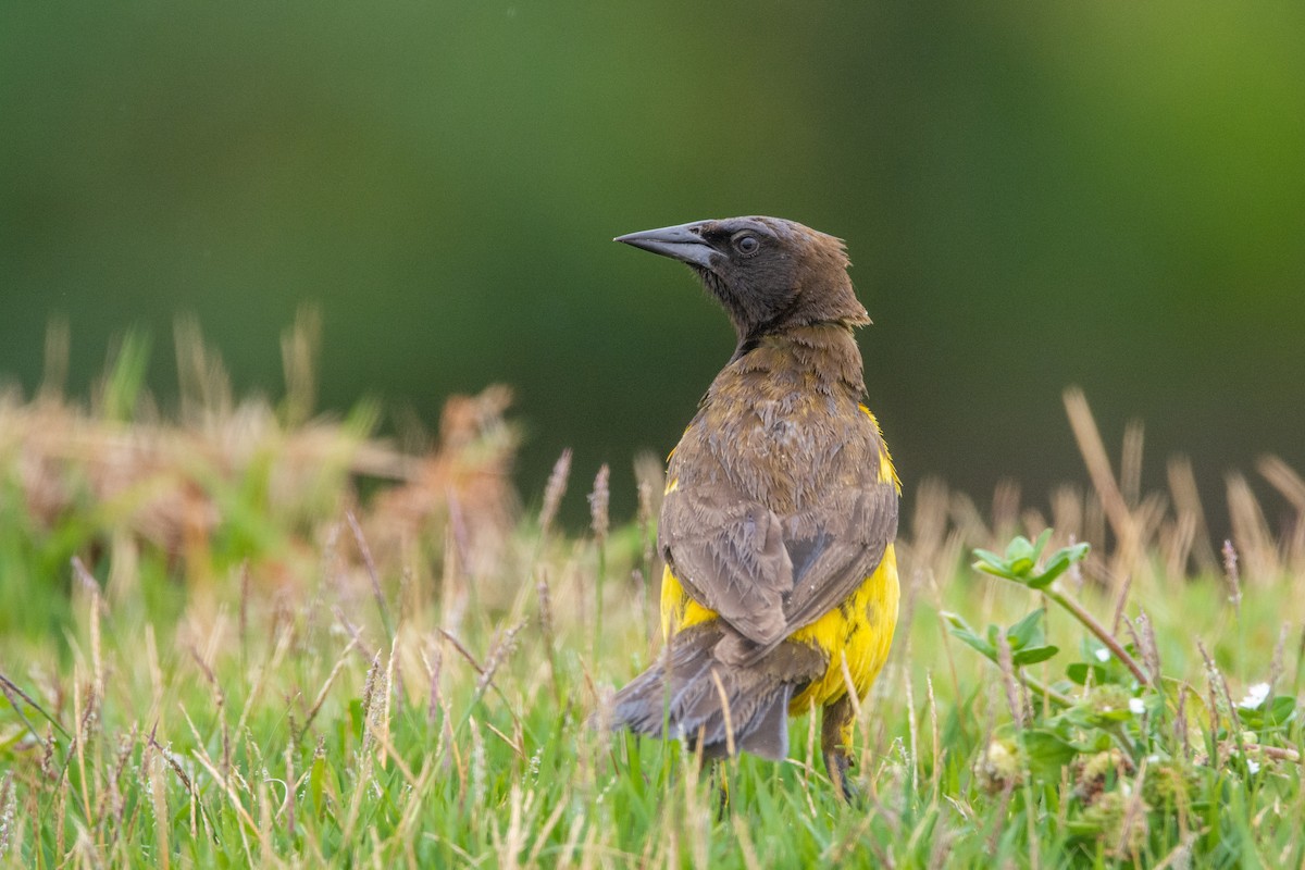 Yellow-rumped Marshbird - ML542141851