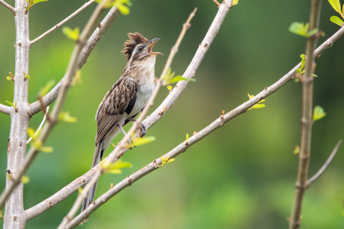 Striped Cuckoo - ML542141991