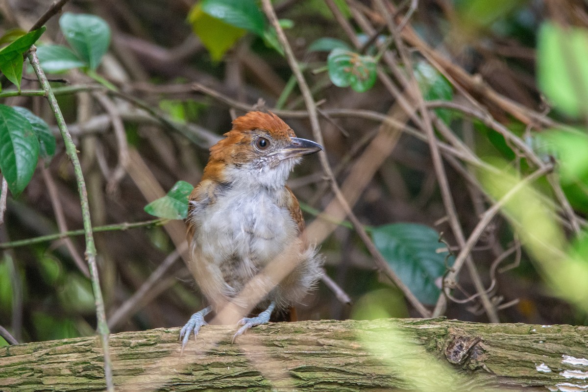 Great Antshrike - ML542142021