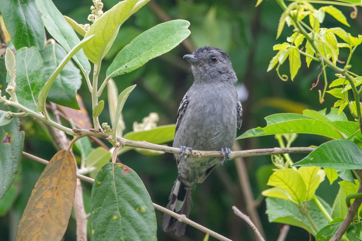 Variable Antshrike - ML542142081