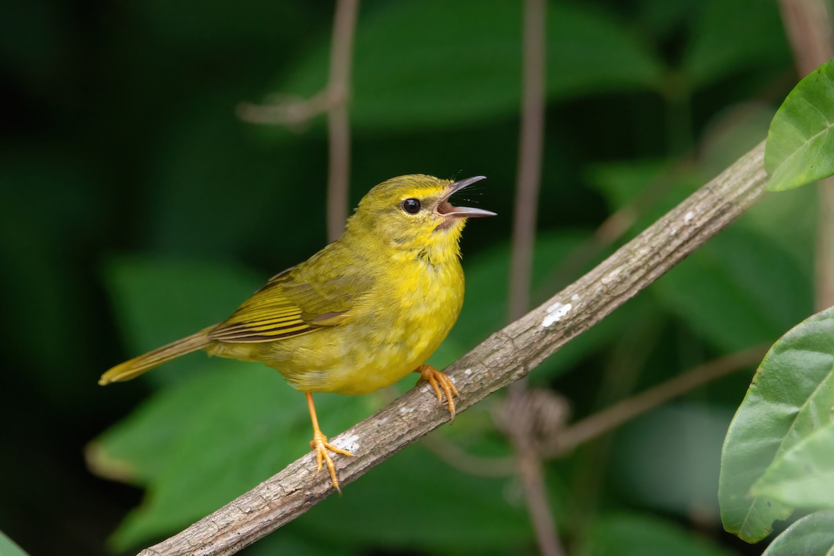 Flavescent Warbler - ML542142291