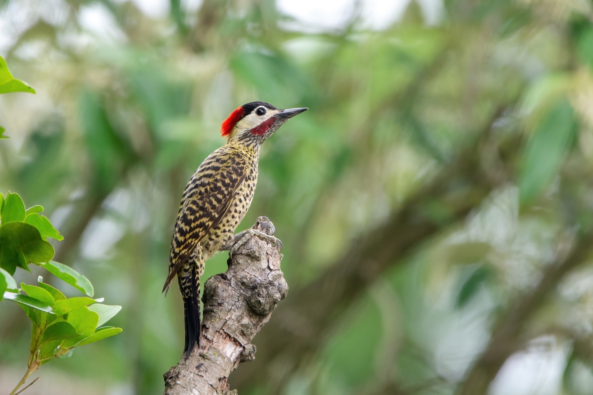 Green-barred Woodpecker - ML542142441