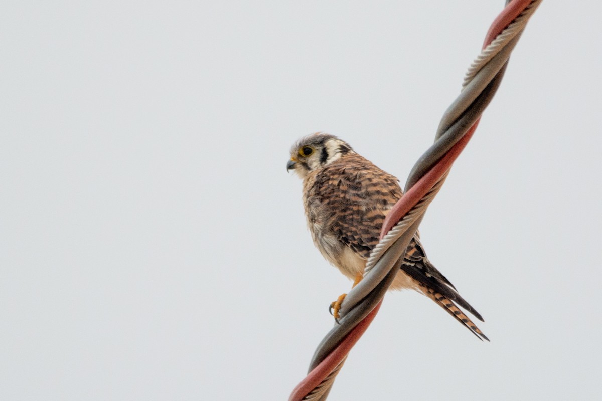 American Kestrel - ML542142511