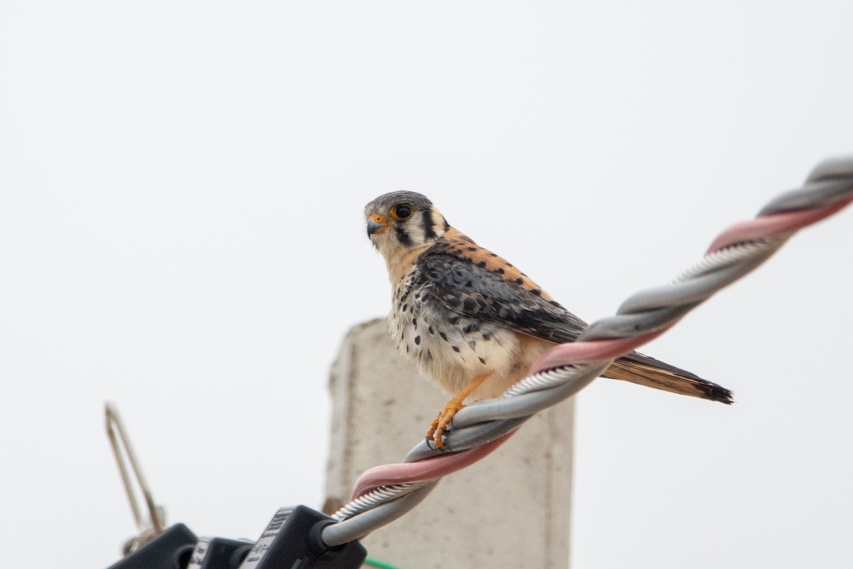 American Kestrel - ML542142521