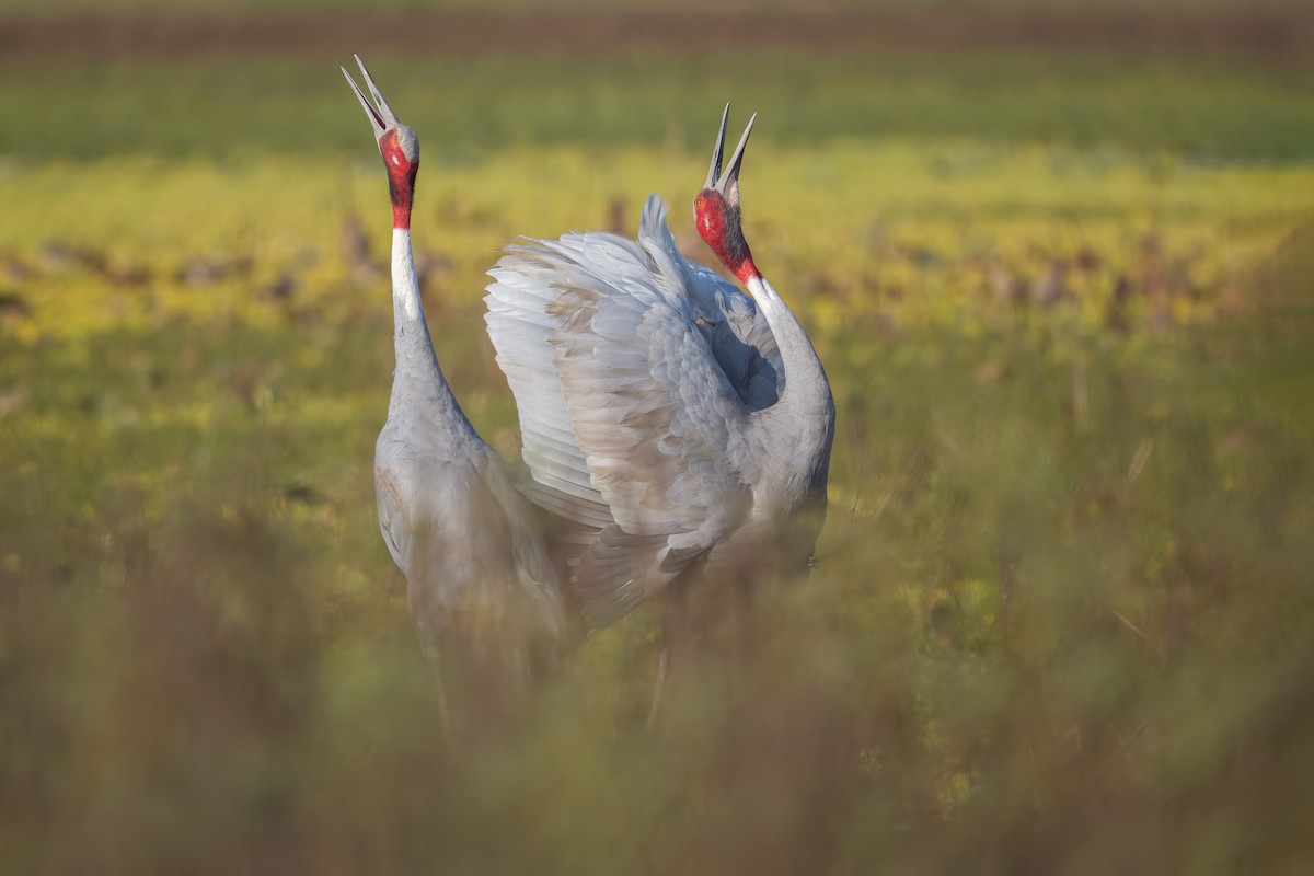 Sarus Crane - ML542142541