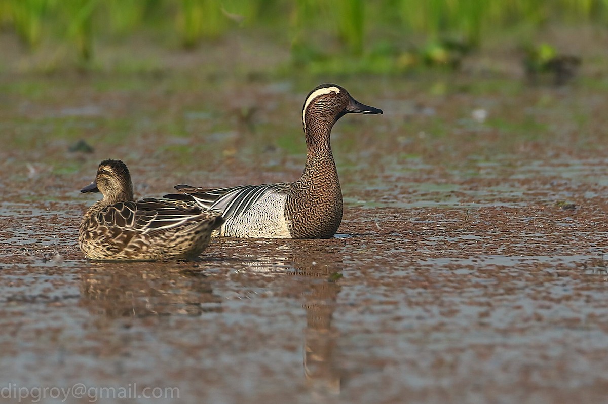 Garganey - ML542142811