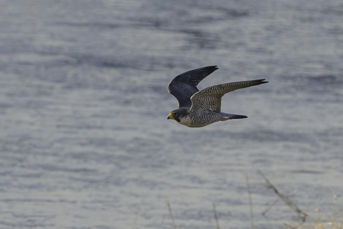 Peregrine Falcon - ML542143091