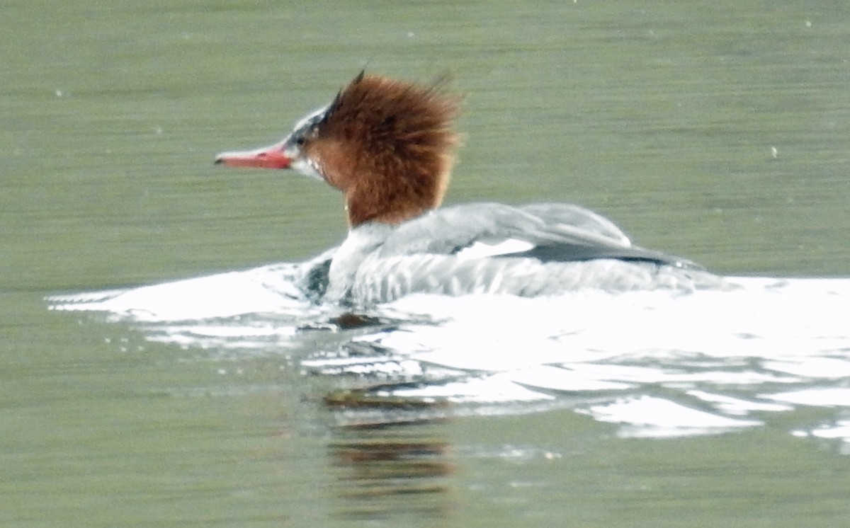 Common Merganser - ML54214391