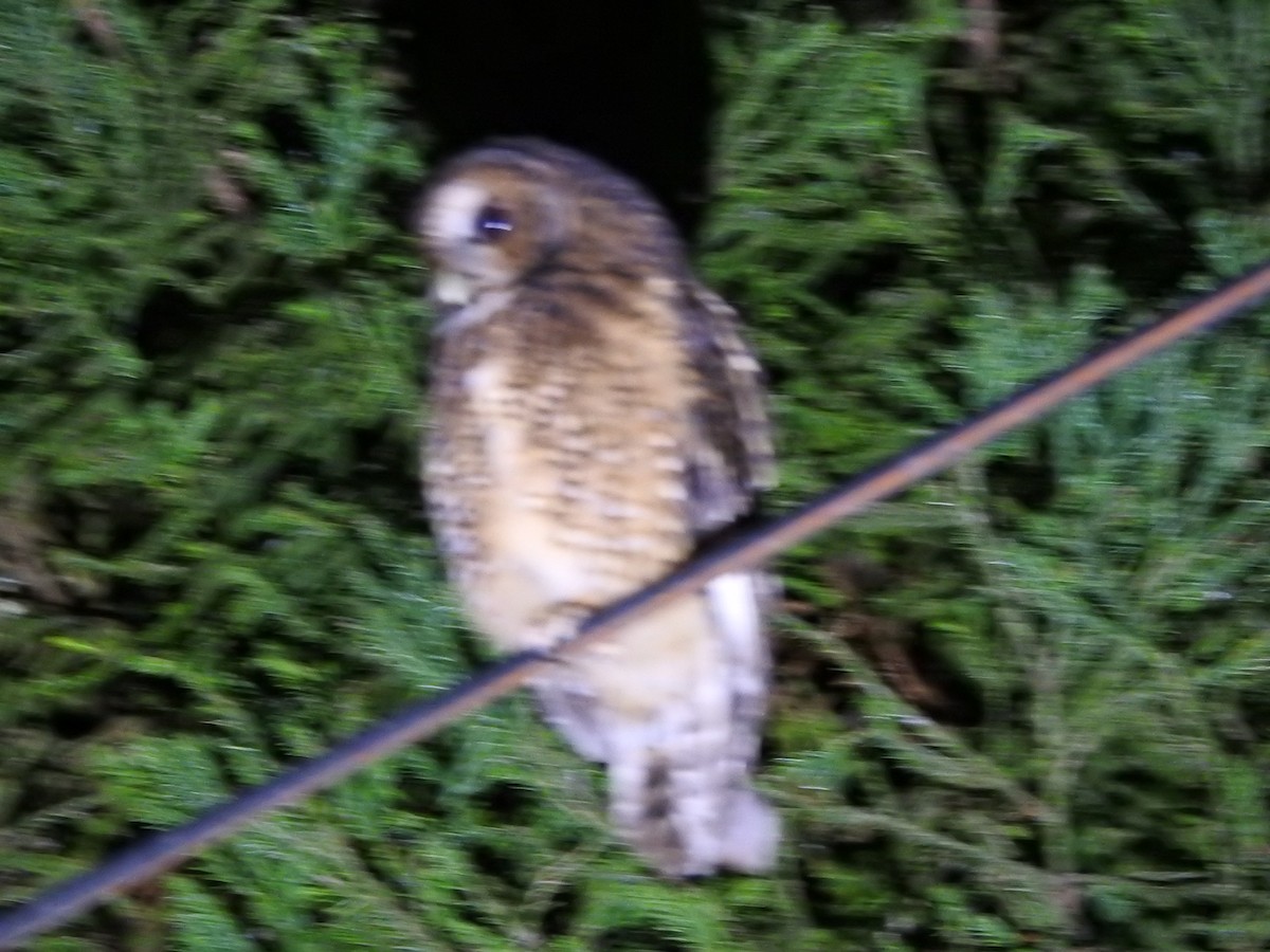 Himalayan Owl - Sourav Halder