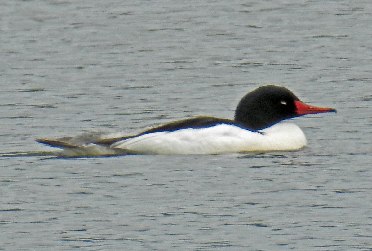 Common Merganser - ML54214411