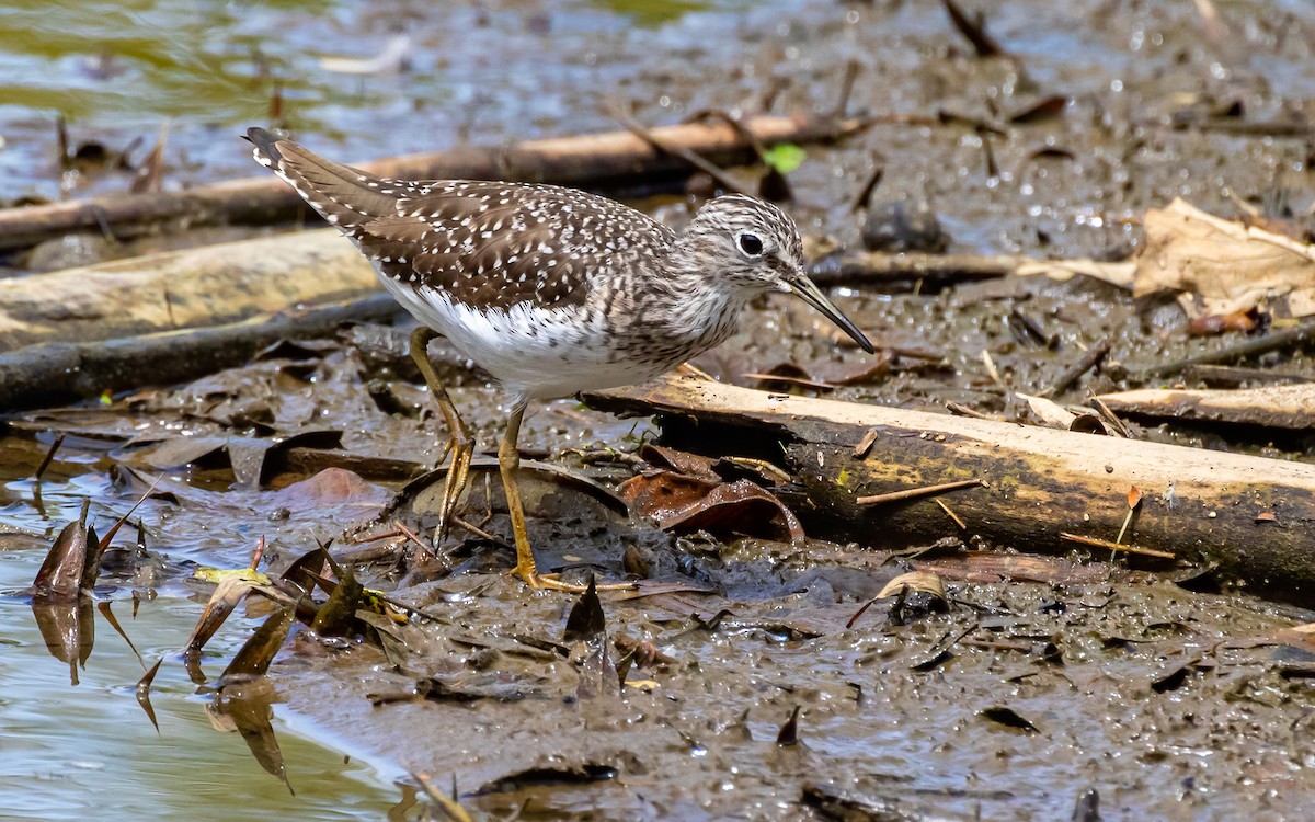 Solitary Sandpiper - ML542144541