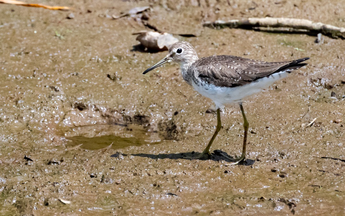 Solitary Sandpiper - David Monroy Rengifo