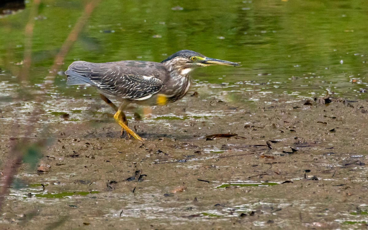 volavka proměnlivá (ssp. striata) - ML542144651