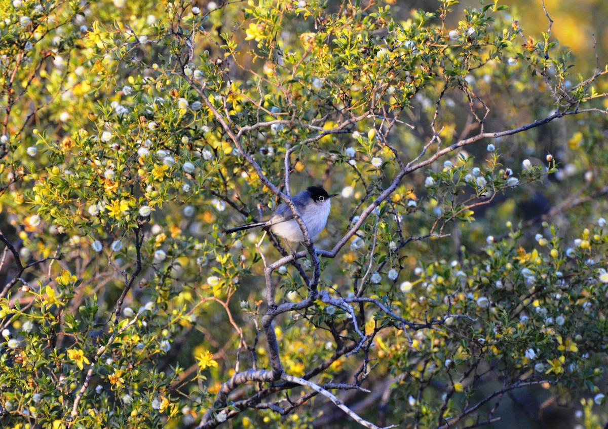 Black-tailed Gnatcatcher - ML54214511