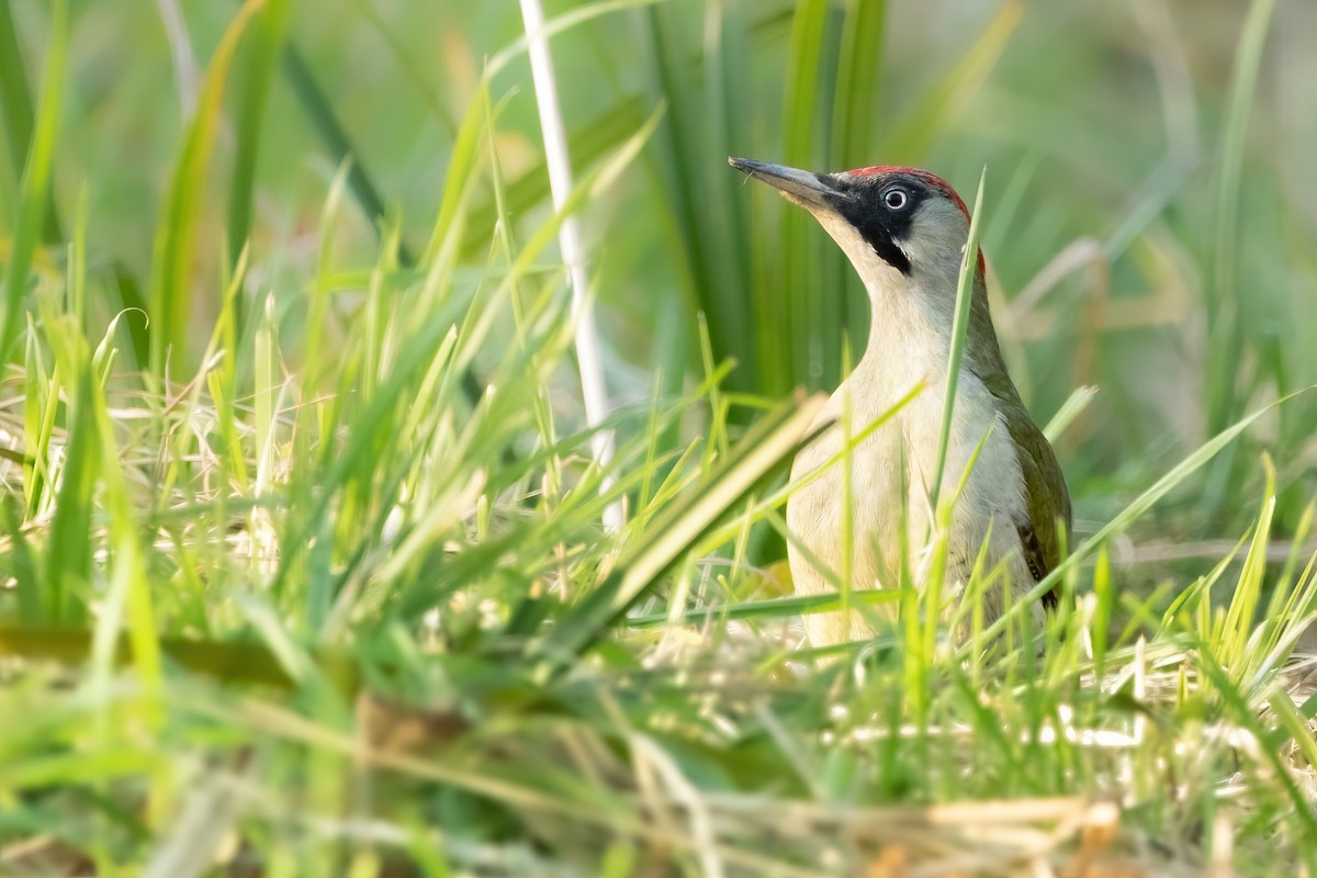 Eurasian Green Woodpecker - ML542147021