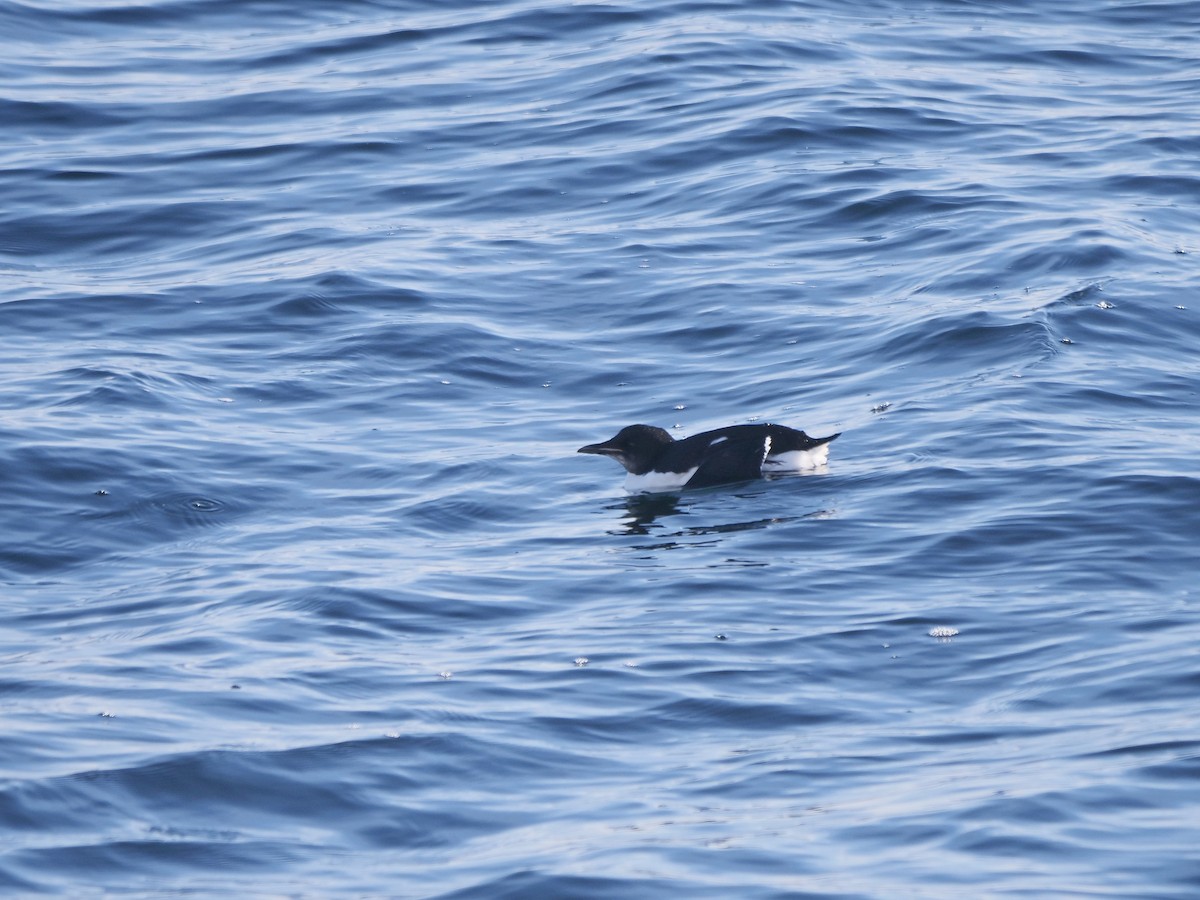 Thick-billed Murre - ML542147851
