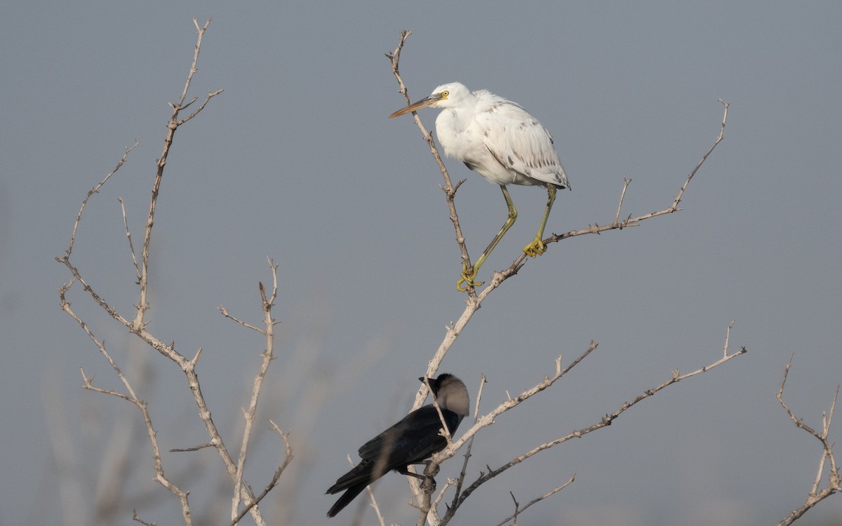Western Reef-Heron - ML542147871