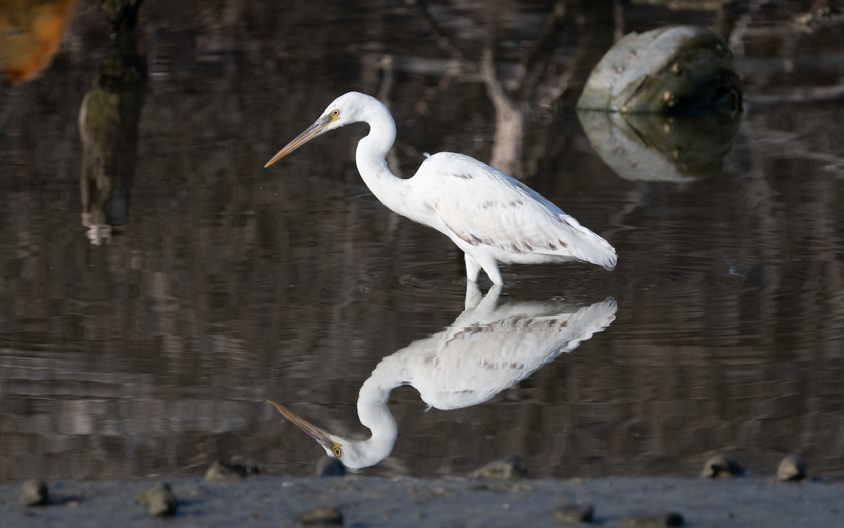 Western Reef-Heron - ML542147911